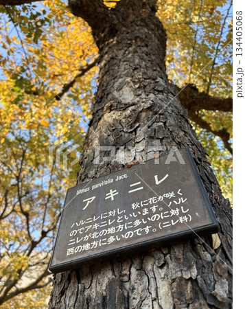 福栄スポーツ広場の「アキニレ」 福栄スポーツ広場の「アキニレ」 134405068