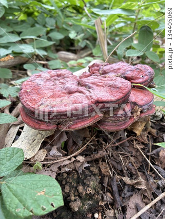 サルノコシカケ 134405069