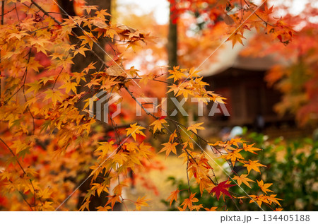 茨城県筑西市 秋の最勝寺 茨城県筑西市 秋の最勝寺 134405188
