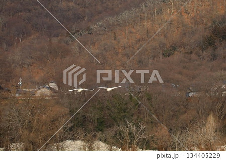 白鳥　長野　安曇野市　冬 134405229