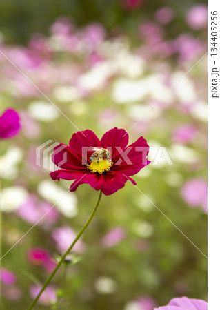 Cosmos and honey bees sucking honey Cosmos and honey bees sucking honey 134405256