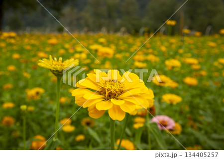 Beautiful autumn scenery of zinnias Beautiful autumn scenery of zinnias 134405257