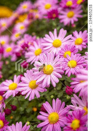 Beautiful flowers and bees sucking honey 134405258