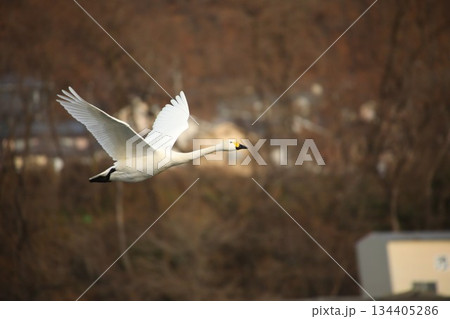 白鳥　長野県　安曇野市　冬 134405286