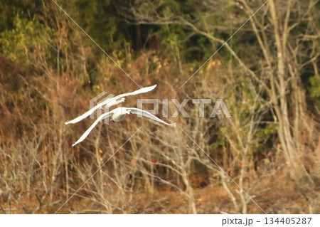 白鳥　長野県　安曇野市　冬 134405287