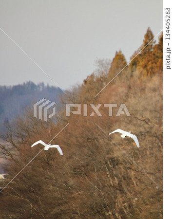 白鳥 長野県 安曇野市 冬 白鳥 長野県 安曇野市 冬 134405288