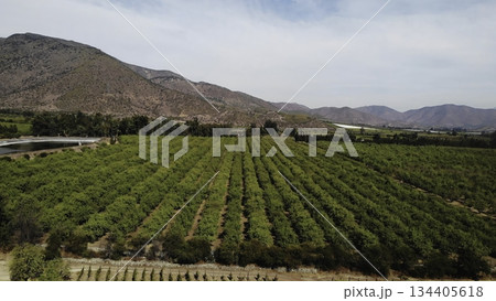 Aerial view flying over green agricultural orchard Aerial view flying over green agricultural orchard 134405618