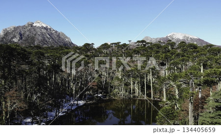 Conguillio national park araucaria forest and lagoon reflecting blue sky 134405659