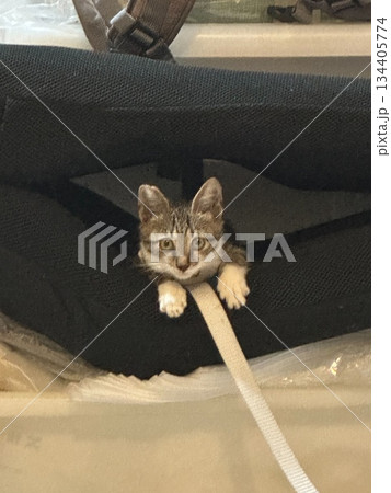 猫 ねこ ネコ 134405774