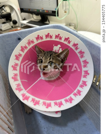 猫 ねこ ネコ 134405775