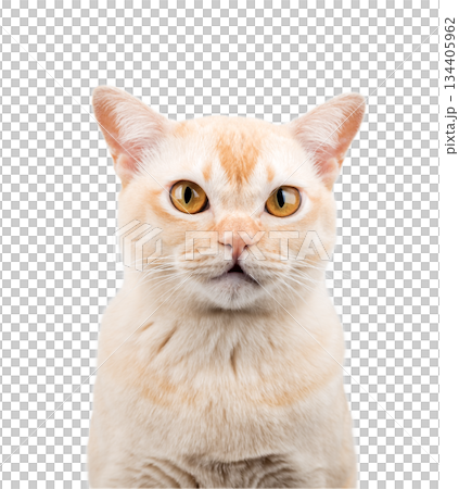 Surprised Burmese cat cut out on transparent background 134405962