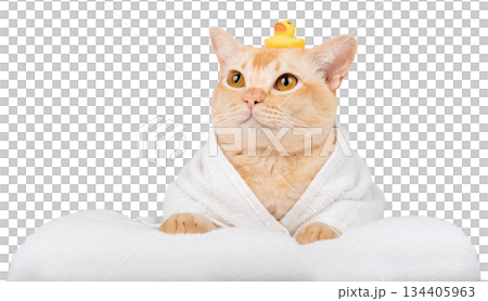 Funny ginger cat in bathrobe with rubber duck 134405963