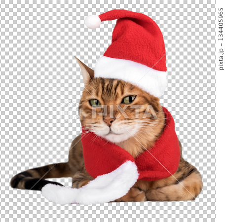 Bengal cat in a Santa suit 134405965