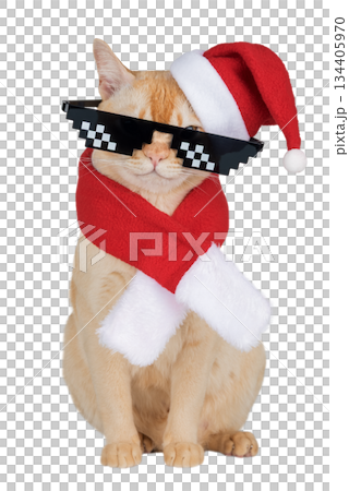 A ginger cat in a New Years costume and glasses A ginger cat in a New Years costume and glasses 134405970