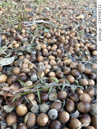 地面に大量に落ちているドングリ 134406112
