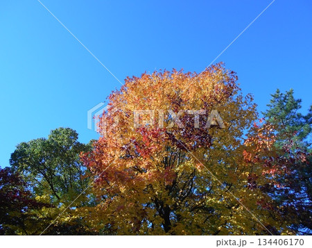 青空と紅葉した木 青空と紅葉した木 134406170