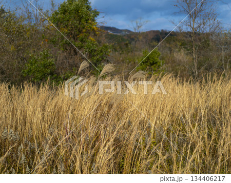 枯れたススキに覆われた空地 134406217