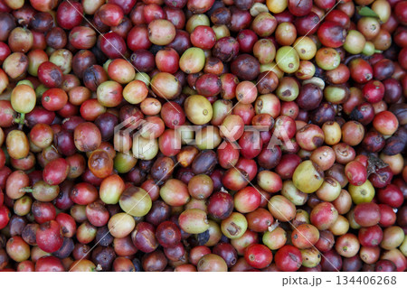 Ripe and unripe coffee cherries freshly harvested from a coffee farm, close-up of red and green coffee fruits showing natural texture for agriculture, organic coffee, and beverage industry concept. Ripe and unripe coffee cherries freshly harvested from a coffee farm, close-up of red and green coffee fruits showing natural texture for agriculture, organic coffee, and beverage industry concept. 134406268
