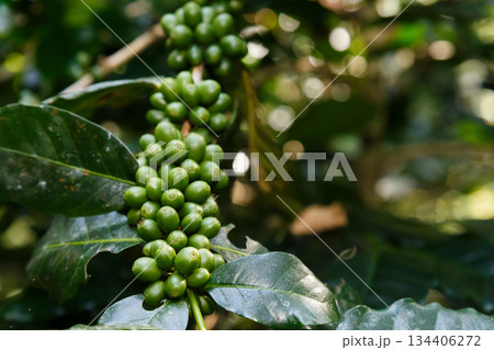 Coffee plant branch with young green beans, organic agriculture farming, fresh coffee cherries growth, sustainable cultivation concept 134406272