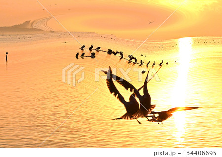 水鳥の戯れる霞ケ浦の初日の出 水鳥の戯れる霞ケ浦の初日の出 134406695