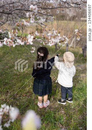 幼い兄弟と桜が咲く春の公園 134406697