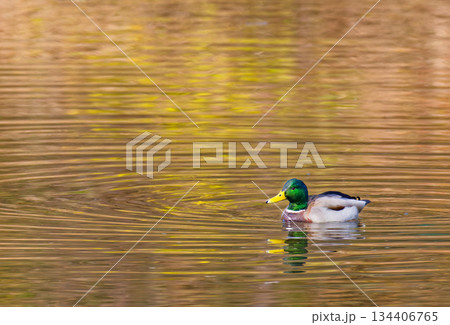 川の波紋とマガモの雄 134406765