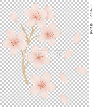 春日設計，右下角櫻花盛開，花瓣飄落；角落裝飾以簇擁的櫻花和飄落的花瓣為主，櫻花營造出春天的氛圍。 134406790