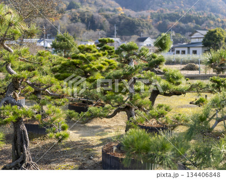 大きな松の盆栽 134406848