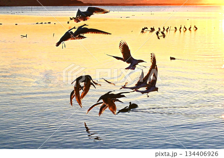 水鳥の戯れる霞ケ浦の初日の出 134406926