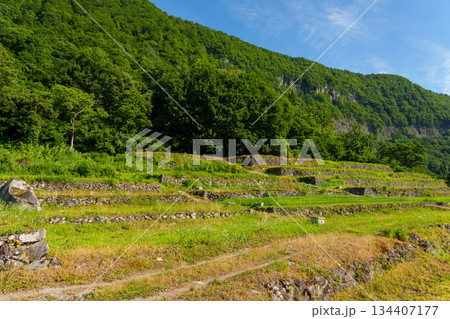 250719秋山郷結東の石垣田 134407177
