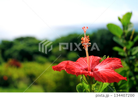 沖縄　輝く海とハイビスカスの花 134407200