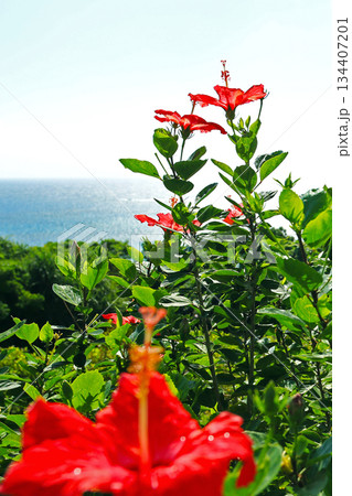 沖縄　輝く海とハイビスカスの花たち 134407201