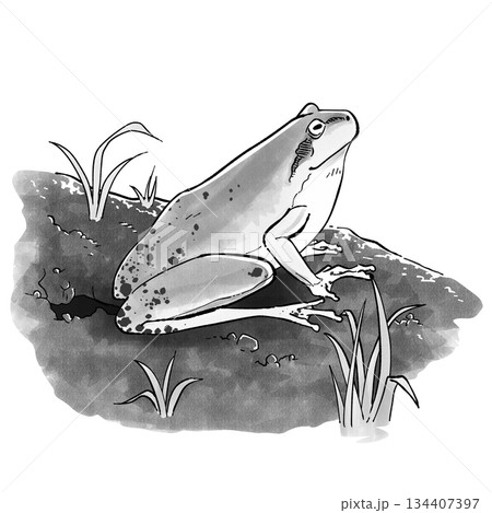 冬眠から覚めたカエル_モノクロ 134407397
