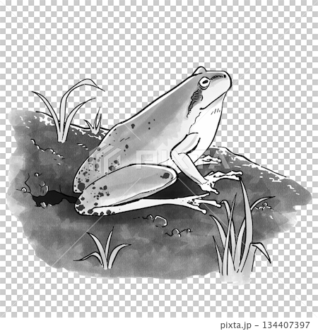 冬眠から覚めたカエル_モノクロ 134407397