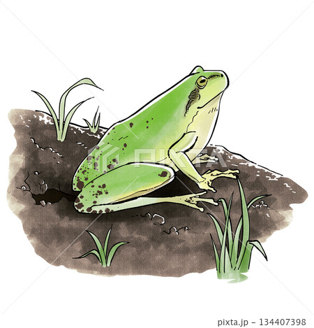 冬眠から覚めたカエル 134407398