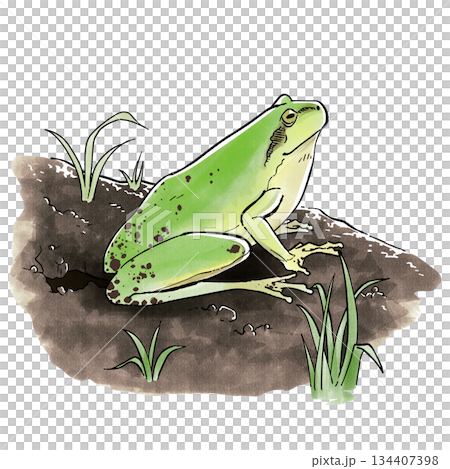 冬眠から覚めたカエル 134407398