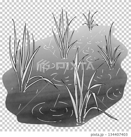 Rice in paddy fields_monochrome 134407403