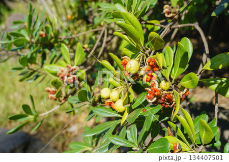 トベラの実 134407501