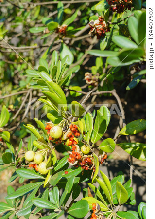 トベラの実 134407502