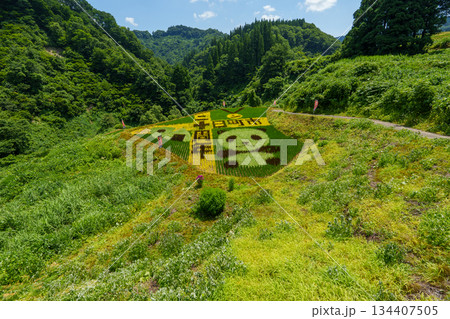 250722十日町市棚田アート 134407505