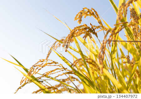収穫期の午後の水田の稲穂（品種:つや姫） 134407972