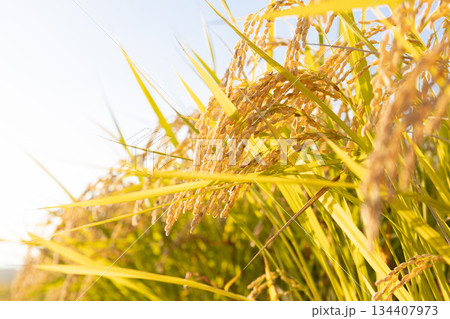 収穫期の午後の水田の稲穂（品種:つや姫） 134407973