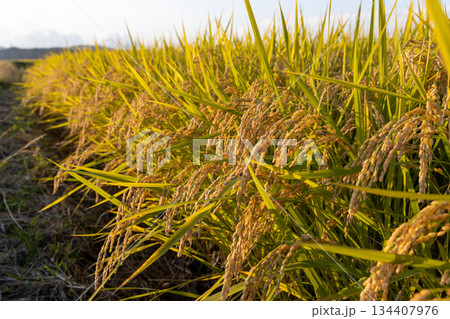 収穫期の午後の水田の稲穂（品種:つや姫） 134407976