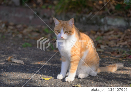陽のさす野良猫 陽のさす野良猫 134407993