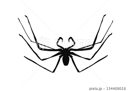 Black spider vector art. Silhouette of arachnid design element for Halloween, nature illustration, or educational material. Daddy long legs spider drawing. Whip spider vector. 134408018