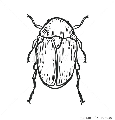 Hand drawn scarab beetle vector illustration. Insect outline art for biology, and educational design. Black and white graphic print object of entomology. June beetle engraving drawing. 134408030