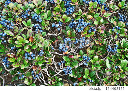 群青色のシャリンバイの実（冬、十二月） 134408133