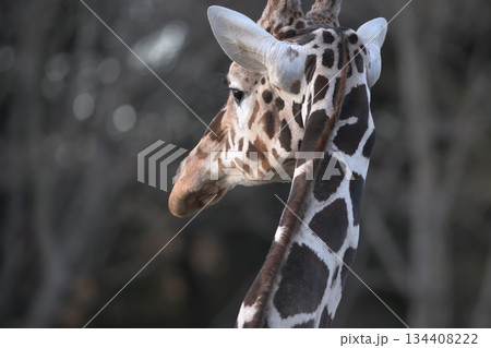 今日も食べて歩いているうちに一日が過ぎようとしているなと夕陽を見ながら思う麒麟 134408222