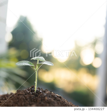 homegrown organic vegetable sprout under mooring sunlight homegrown organic vegetable sprout under mooring sunlight 134408227