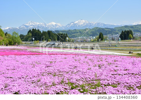 早春に咲く新潟県魚沼市堀之内根小屋花と緑と雪の里の公園の満開の芝桜 早春に咲く新潟県魚沼市堀之内根小屋花と緑と雪の里の公園の満開の芝桜 134408360
